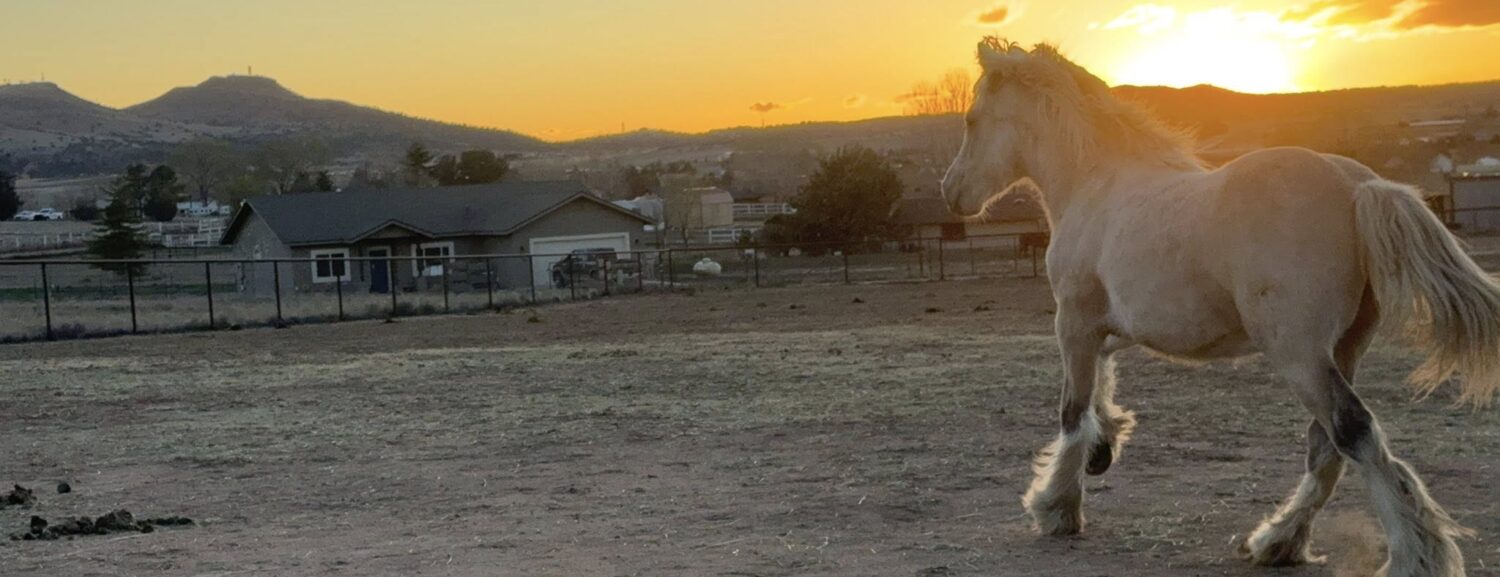 A young Gypsy Vanner in the golden evening light