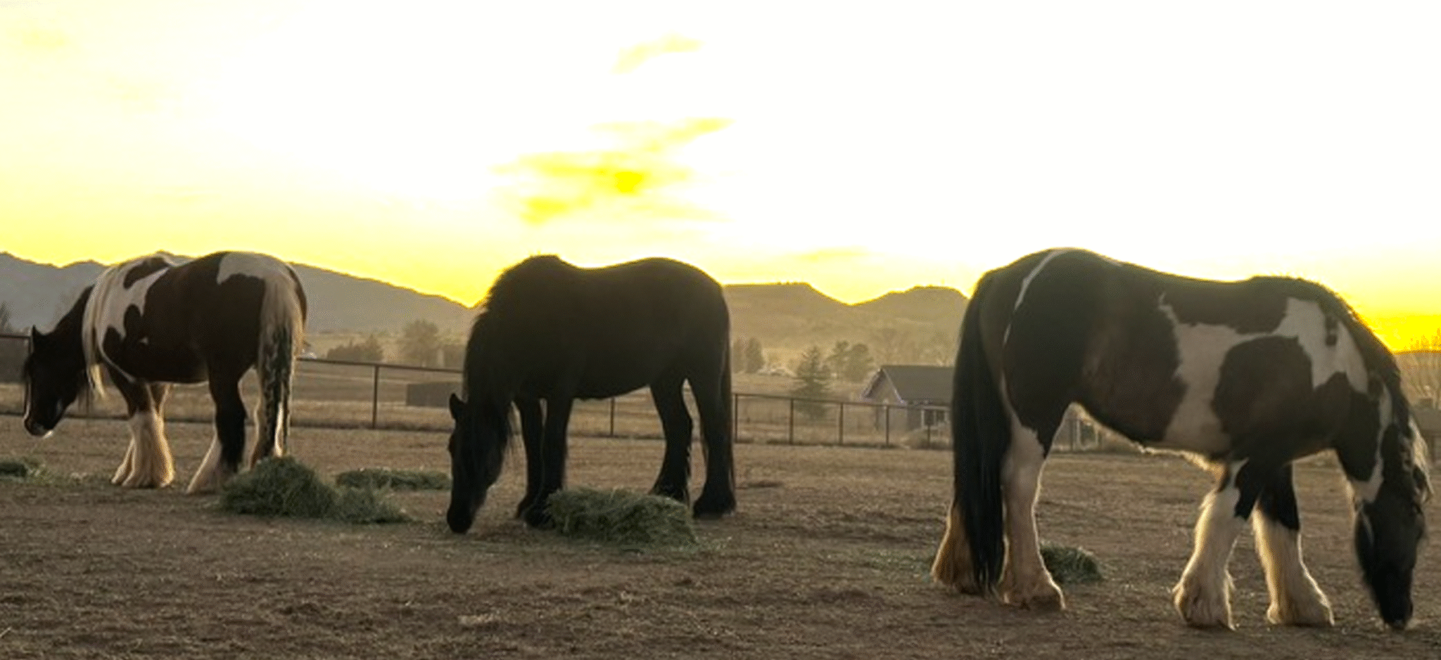 Gypsy Vanner horses sharing an evening meal at the ranch
