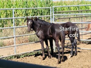 StarFire September 2020