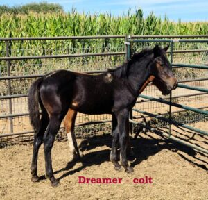 Dreamer September 2020