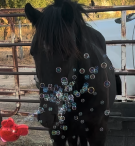bubble-ty